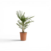 Trachycarpus-fortunei-Palme im Topf mit grünen, fächerförmigen Wedeln vor weißem Hintergrund