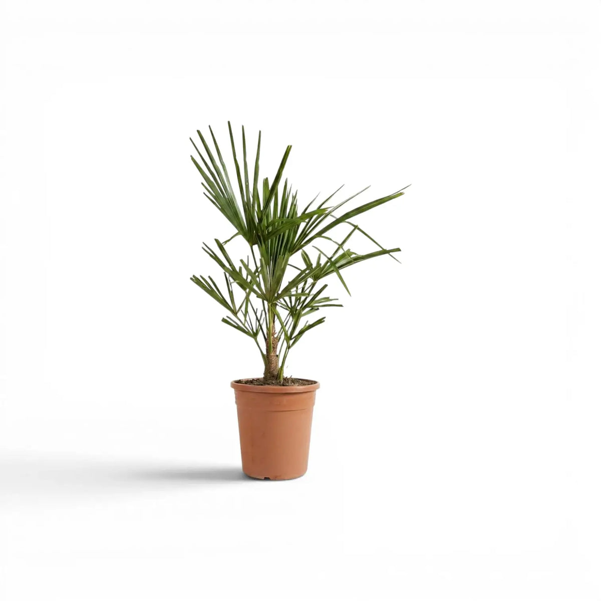 Trachycarpus-fortunei-Palme im Topf mit grünen, fächerförmigen Wedeln vor weißem Hintergrund