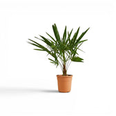 Trachycarpus-fortunei-Palme im Topf mit grünen, fächerförmigen Wedeln vor weißem Hintergrund