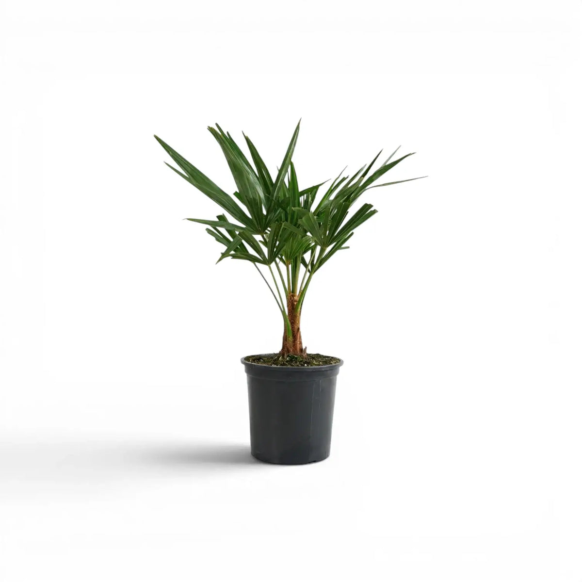 Trachycarpus-fortunei-Palme im Topf mit grünen, fächerförmigen Wedeln vor weißem Hintergrund