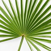 Nahaufnahme eines fächerförmigen Wedels von Trachycarpus fortunei vor weißem Hintergrund