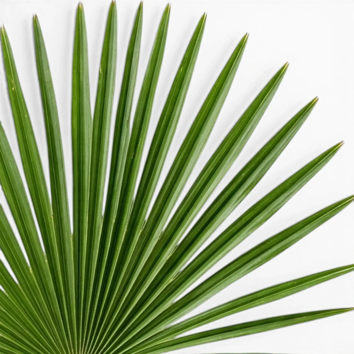 Nahaufnahme eines üppig grünen, fächerförmigen Wedels von Trachycarpus fortunei vor weißem Hintergrund