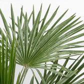 Close-up of Trachycarpus fortunei Frosty palm leaf with a white background