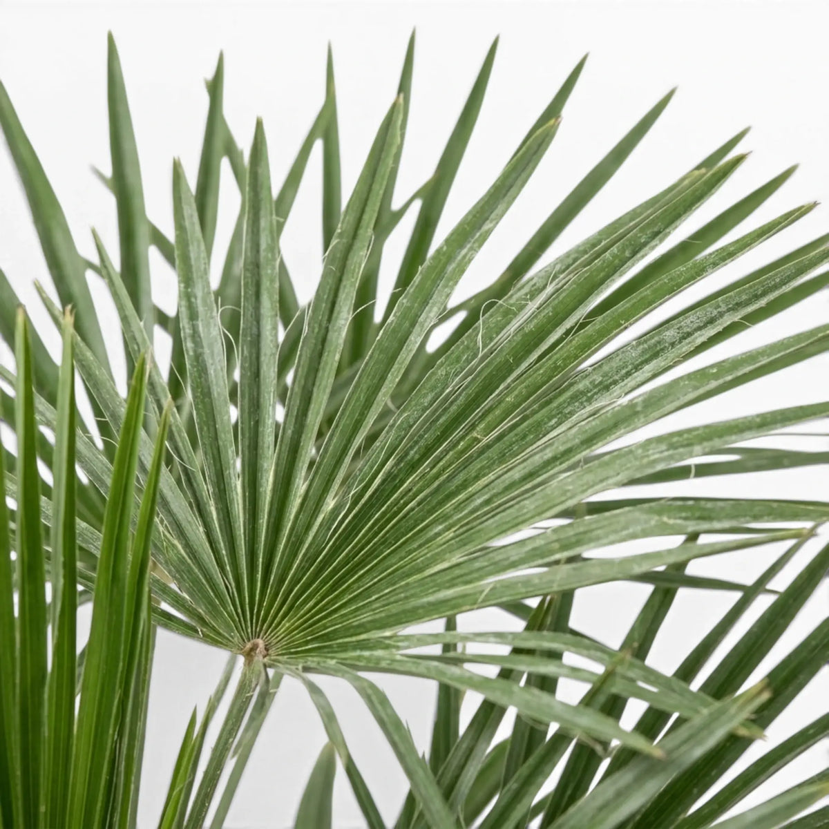 Close-up of Trachycarpus fortunei Frosty palm leaf with a white background