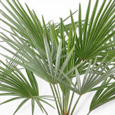 Close-up of green  Trachycarpus fortunei Frosty  palm leaves on a white background