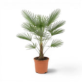 Potted  Trachycarpus fortunei Frosty  palm plant on a white background