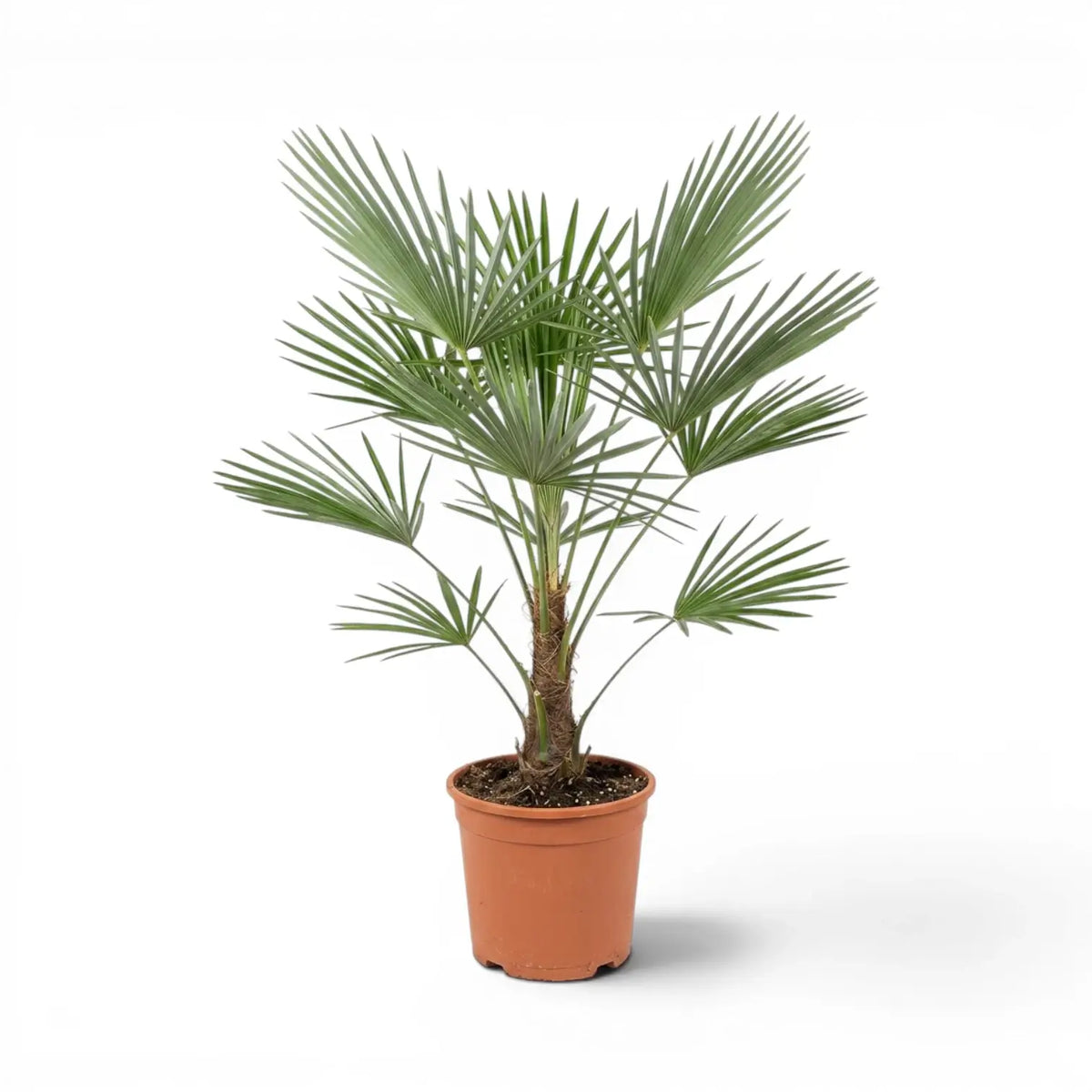 Potted  Trachycarpus fortunei Frosty  palm plant on a white background