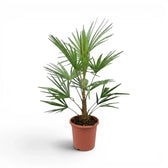  Trachycarpus fortunei Frosty  potted palm plant on a white background