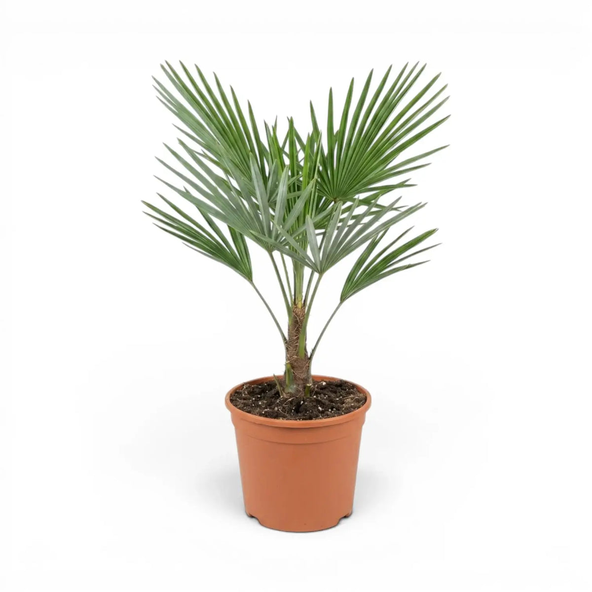 Potted Trachycarpus fortunei Frosty palm plant on a white background