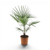 Potted palm  Trachycarpus fortunei Frosty  plant on a white background