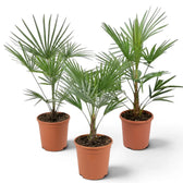 Three potted  Trachycarpus fortunei Frosty palm plants on a white background