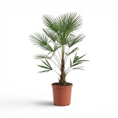 Potted  Trachycarpus fortunei Frosty  palm plant on a white background