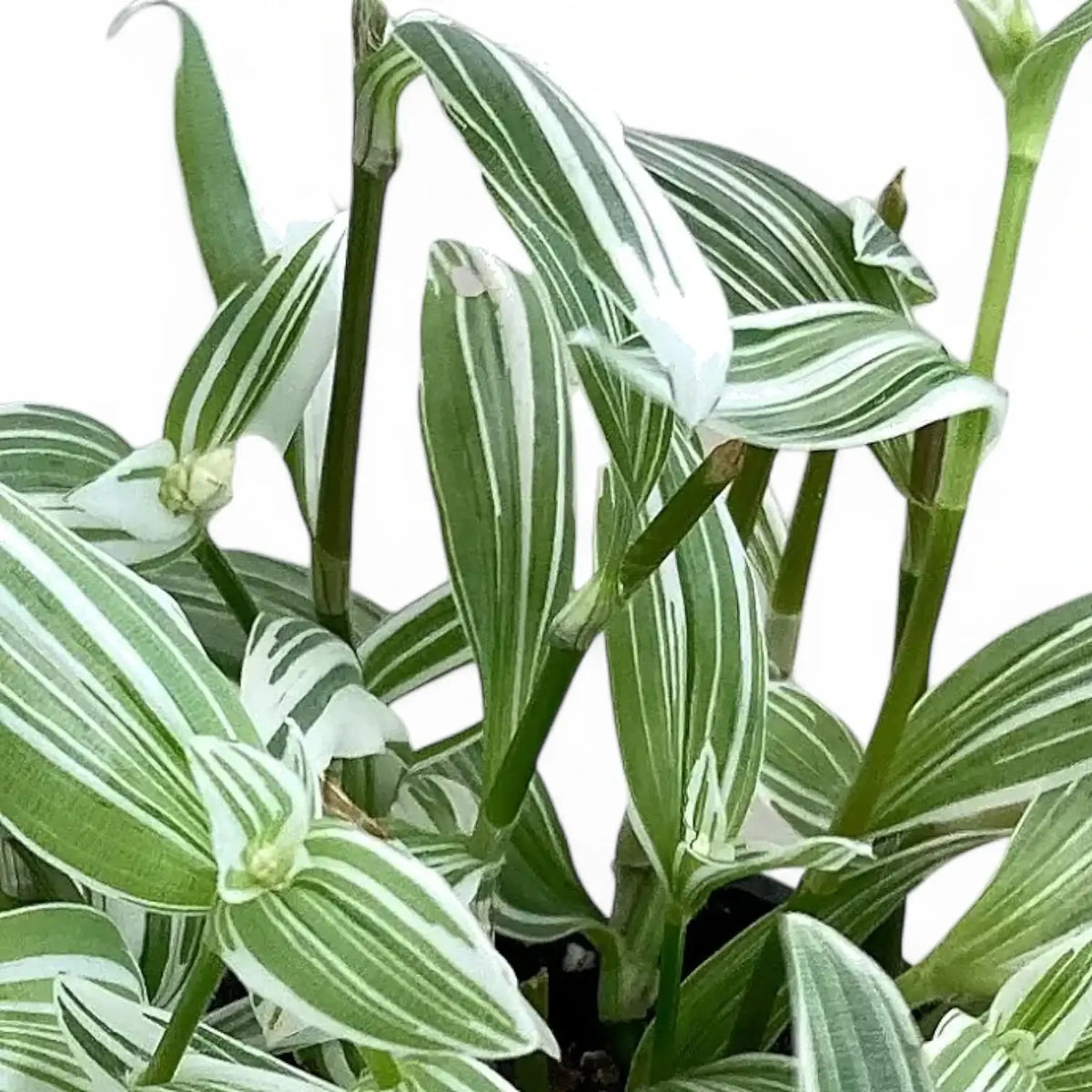 Tradescantia 'Albovittata' leaf close-up on white background.