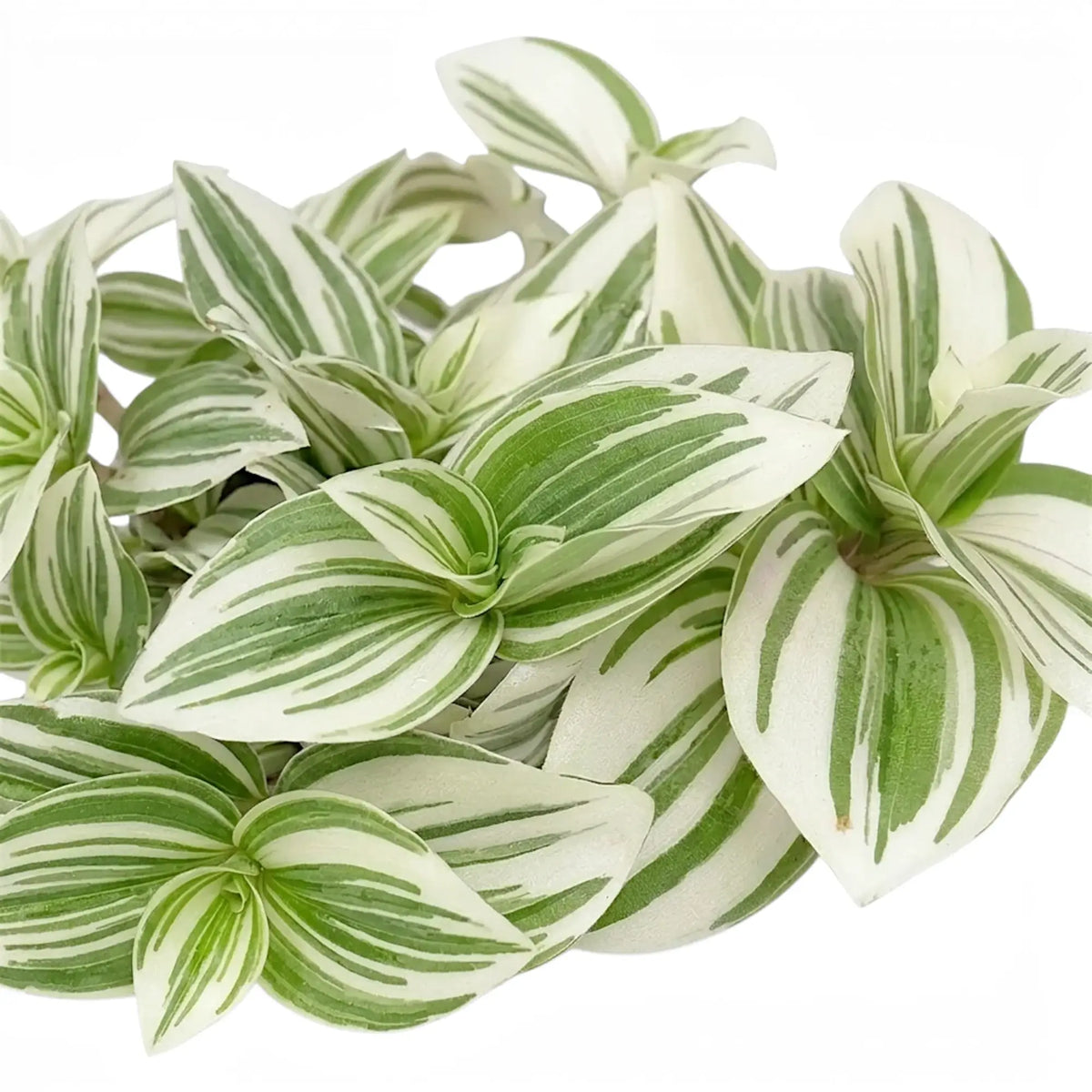Blattdetail von Tradescantia ‘Brightness’ mit bunt gestreiften Blättern.
