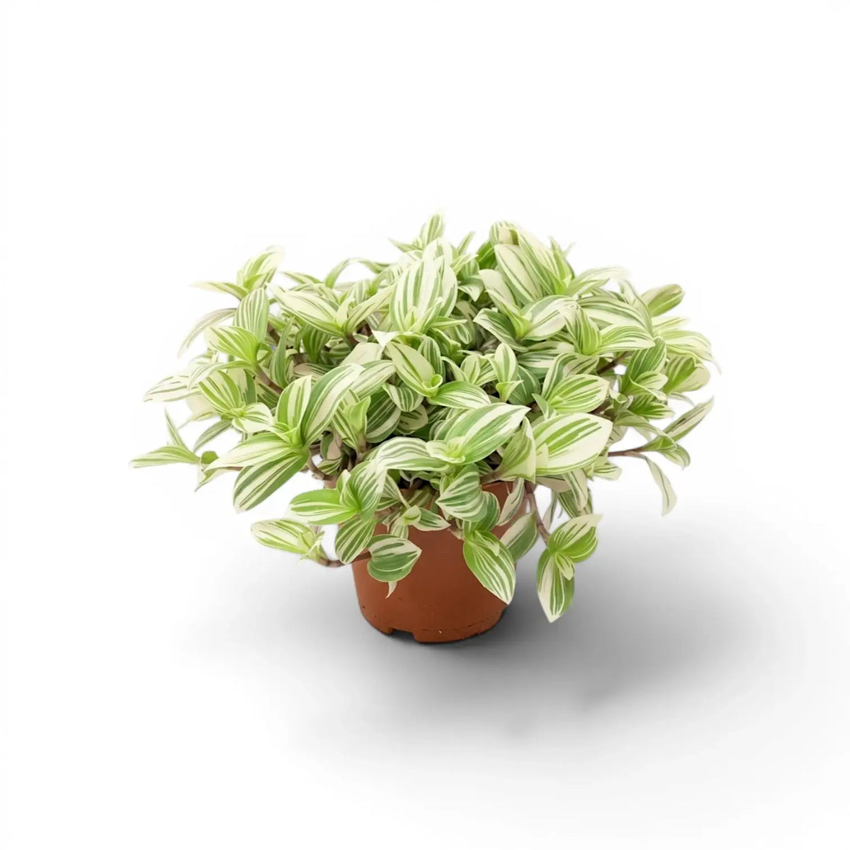 Tradescantia ‘Brightness’ im Kulturtopf.