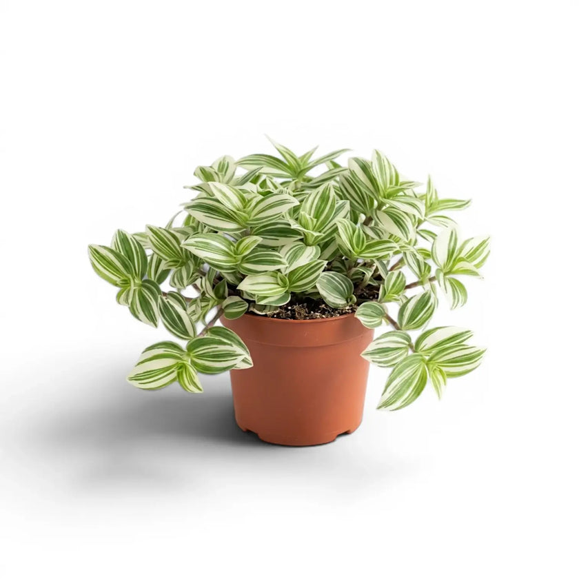 Tradescantia Brightness plant in a nursery pot.