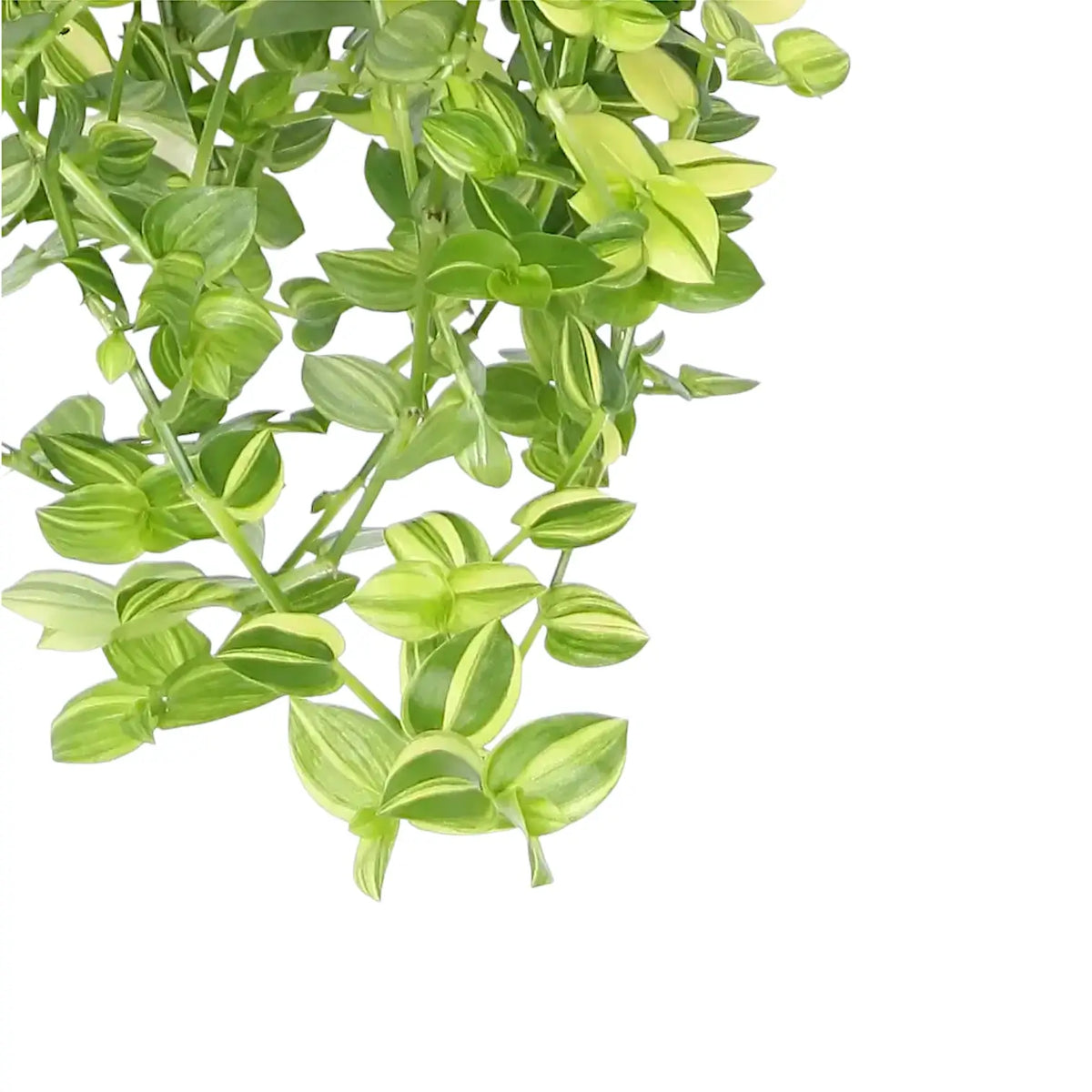 Tradescantia fluminensis ‘Yellow Hill’ leaf detail on white background.