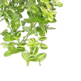 Tradescantia fluminensis ‘Yellow Hill’ leaf detail on white background.