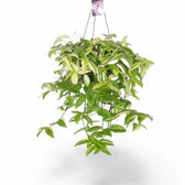 Tradescantia fluminensis ‘Yellow Hill’ potted plant in nursery pot on white background.