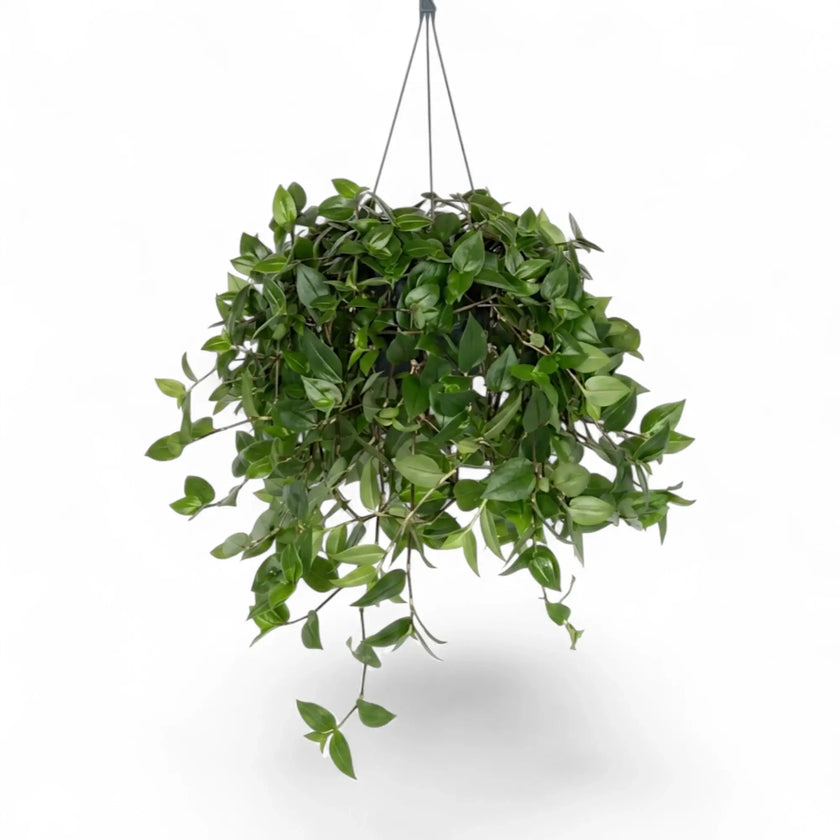 Full hanging Tradescantia ‘Green Hill’ with long trailing green stems