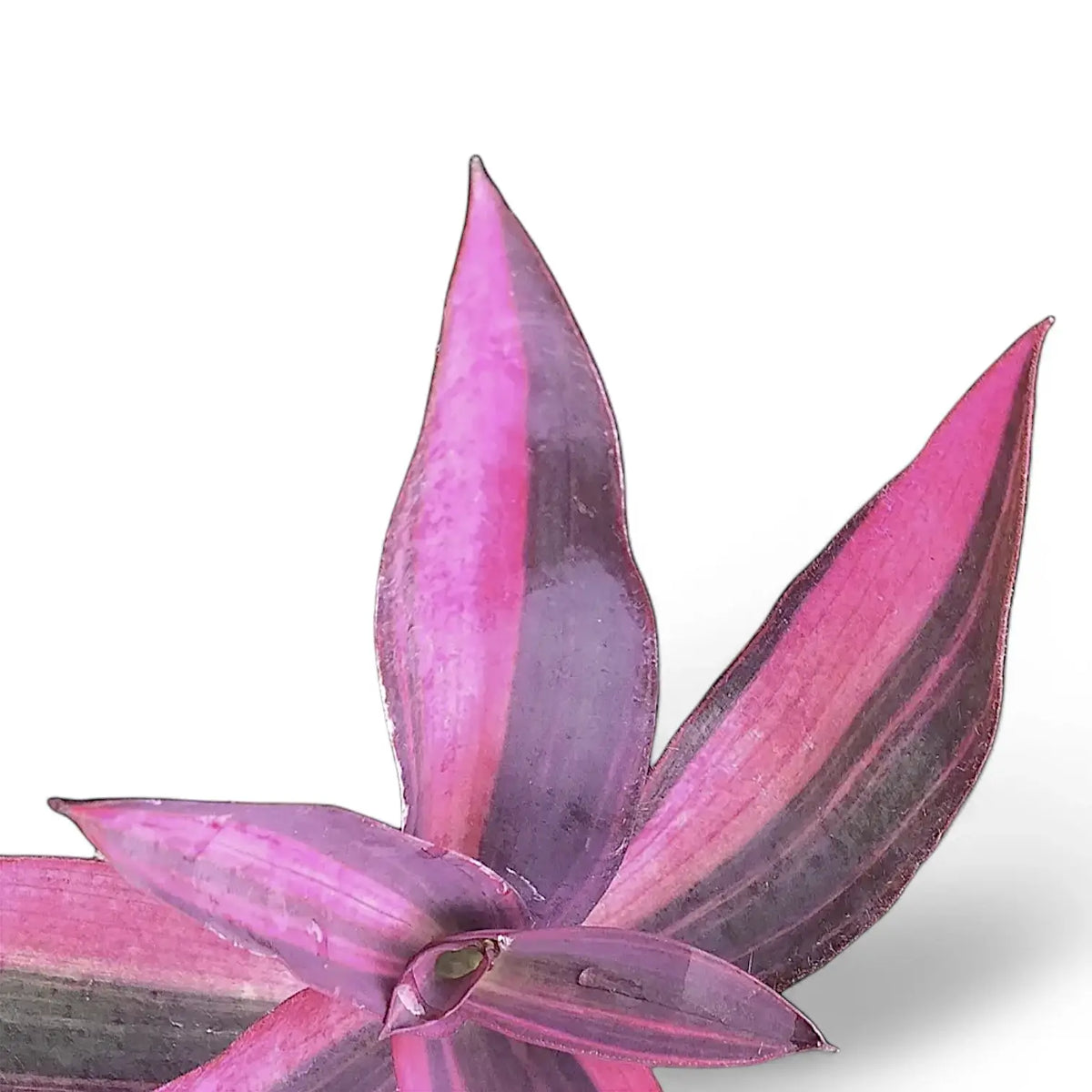 Tradescantia pallida ‘Pink Stripe’ leaf detail on white background.