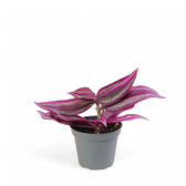Tradescantia pallida ‘Pink Stripe’ potted plant in nursery pot on white background.