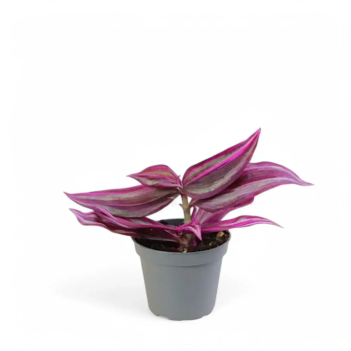Tradescantia pallida ‘Pink Stripe’ potted plant in nursery pot on white background.