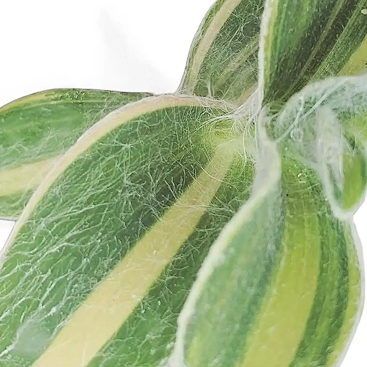 Tradescantia sillamontana ‘Gold Stripes’ – Blattdetail vor weißem Hintergrund..