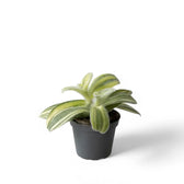 Tradescantia sillamontana ‘Gold Stripes’ Zimmerpflanze im Anzuchttopf vor weißem Hintergrund, Produktfoto 2.