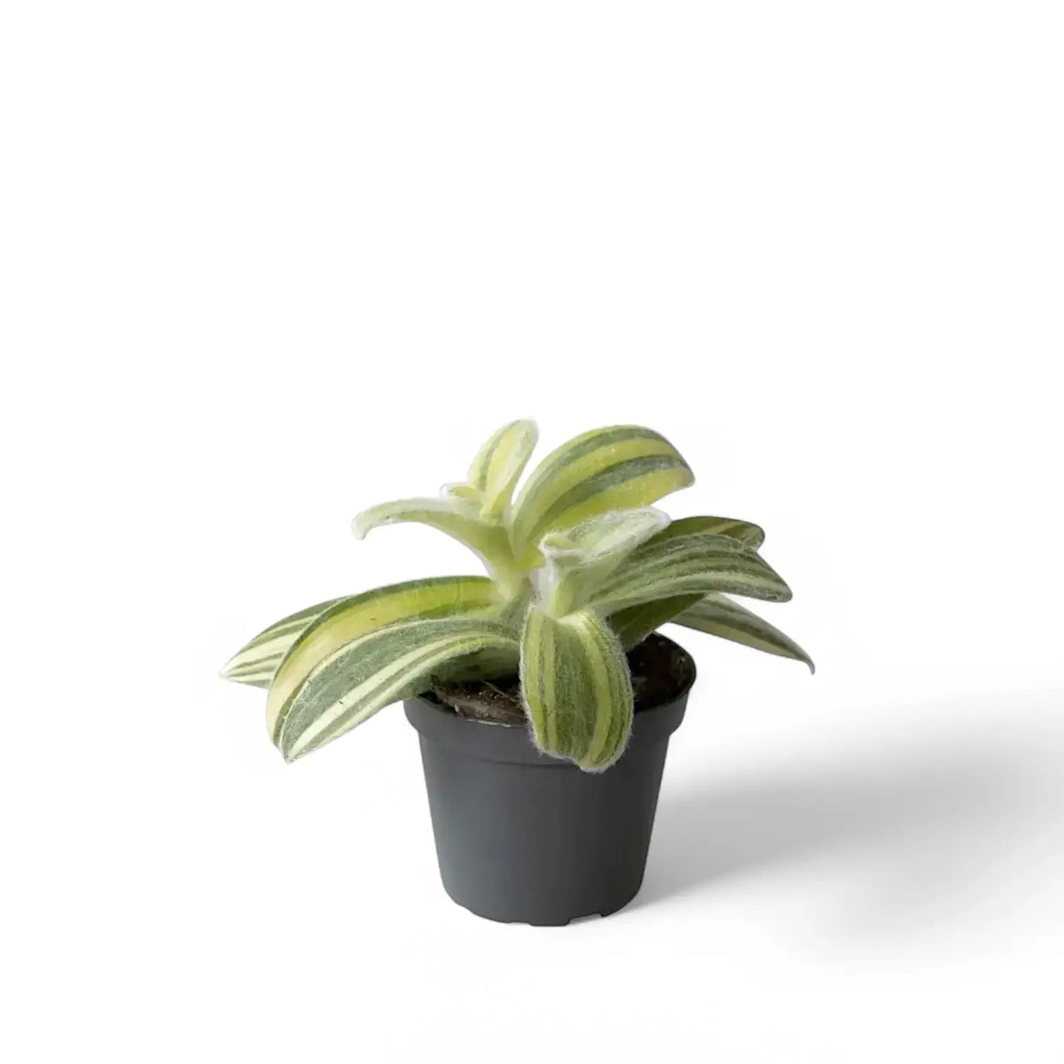 Tradescantia sillamontana ‘Gold Stripes’ Zimmerpflanze im Anzuchttopf vor weißem Hintergrund, Produktfoto 2.
