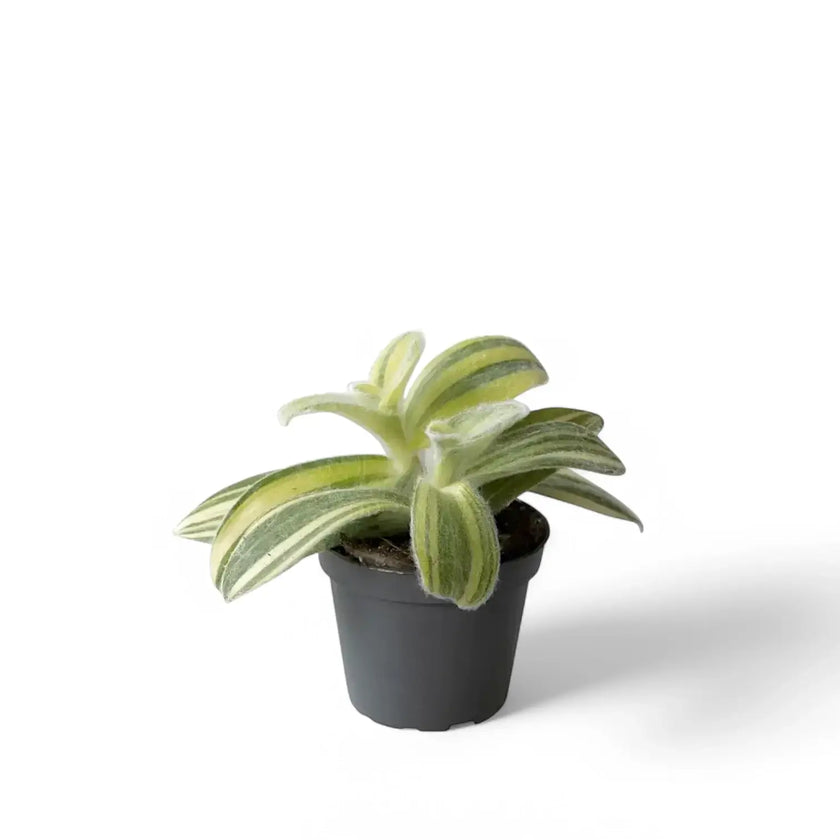 Tradescantia sillamontana ‘Gold Stripes’ Zimmerpflanze im Anzuchttopf vor weißem Hintergrund, Produktfoto 2.