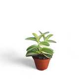 Tradescantia sillamontana ‘Gold Stripes’ Zimmerpflanze im Anzuchttopf vor weißem Hintergrund, Produktfoto 3.