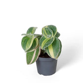 Tradescantia sillamontana ‘Gold Stripes’ Zimmerpflanze im Anzuchttopf vor weißem Hintergrund, Produktfoto 4.