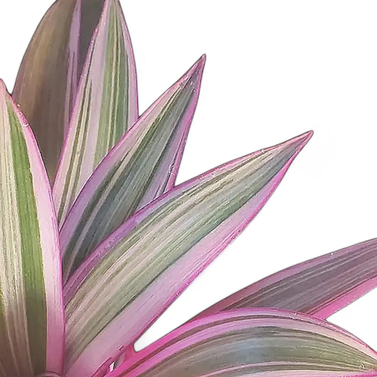Tradescantia spathacea 'Sitara' aka 'Tricolor' close-up of leaf on white background.