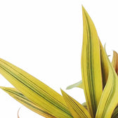 Tradescantia spathacea 'Sitara Gold' – Blattdetail vor weißem Hintergrund..