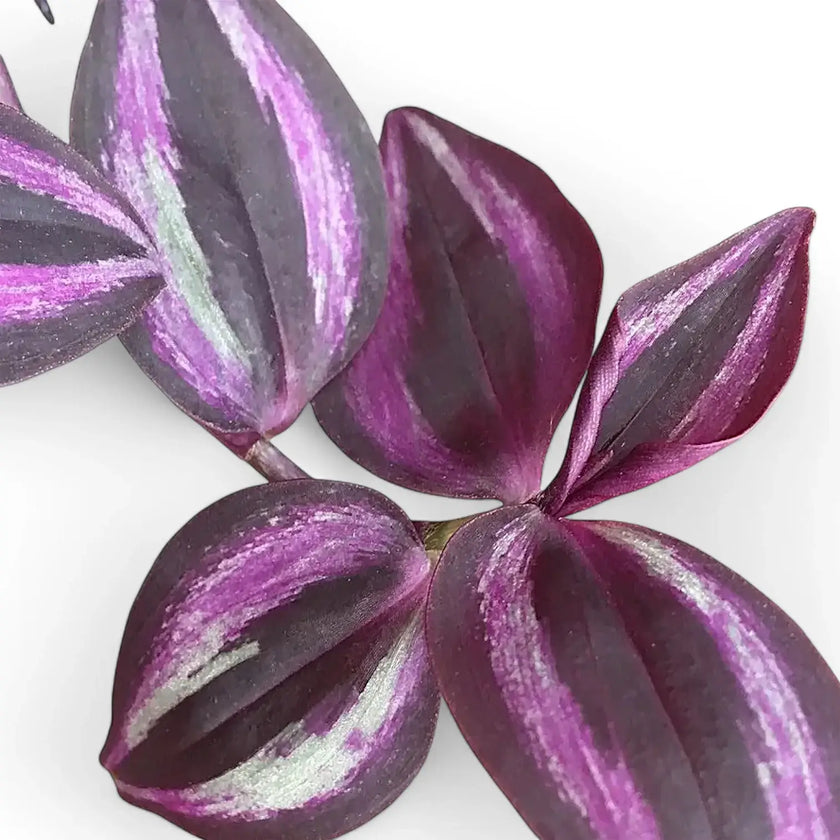 Tradescantia zebrina 'Burgundy' aka 'Purple Joy' close-up of leaf on white background.