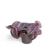 Tradescantia zebrina 'Burgundy' aka 'Purple Joy' potted plant in nursery pot on white background.