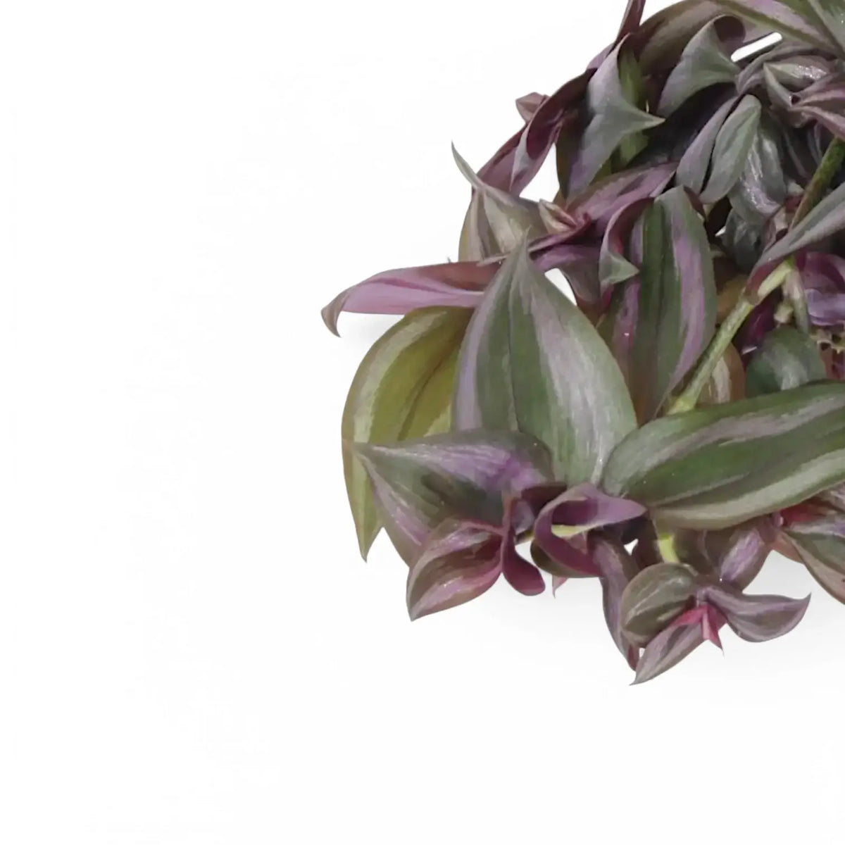Tradescantia zebrina ‘Little Hill’ close-up of leaf on white background.
