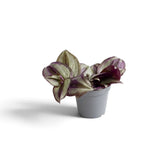 Young Tradescantia zebrina 'Violet Hill' with silvery purple-striped leaves in a grey pot