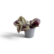 Young Tradescantia zebrina 'Violet Hill' with silvery purple-striped leaves in a grey pot
