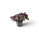 Compact baby Tradescantia 'Violet Hill' showing silver stripes and deep purple foliage