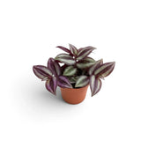 Small potted Tradescantia zebrina 'Violet Hill' with pointed purple-and-silver leaves