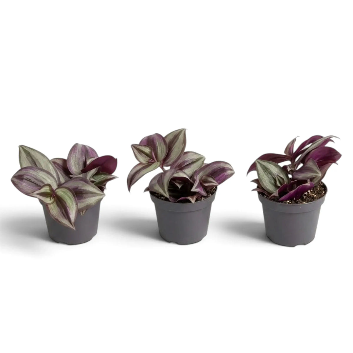 Three baby Tradescantia 'Violet Hill' plants in small dark nursery pots