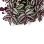 Dense Tradescantia 'Violet Hill' foliage with silver-green bands and purple stripes