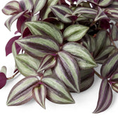 Close view of Tradescantia 'Violet Hill' leaves with metallic silver and purple markings