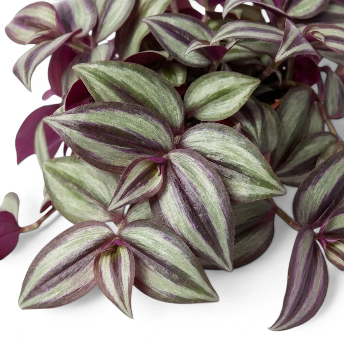 Close view of Tradescantia 'Violet Hill' leaves with metallic silver and purple markings