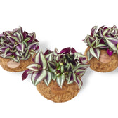 Tradescantia zebrina ‘Violet Hill’ in Kokodama potted plant in nursery pot on white background.