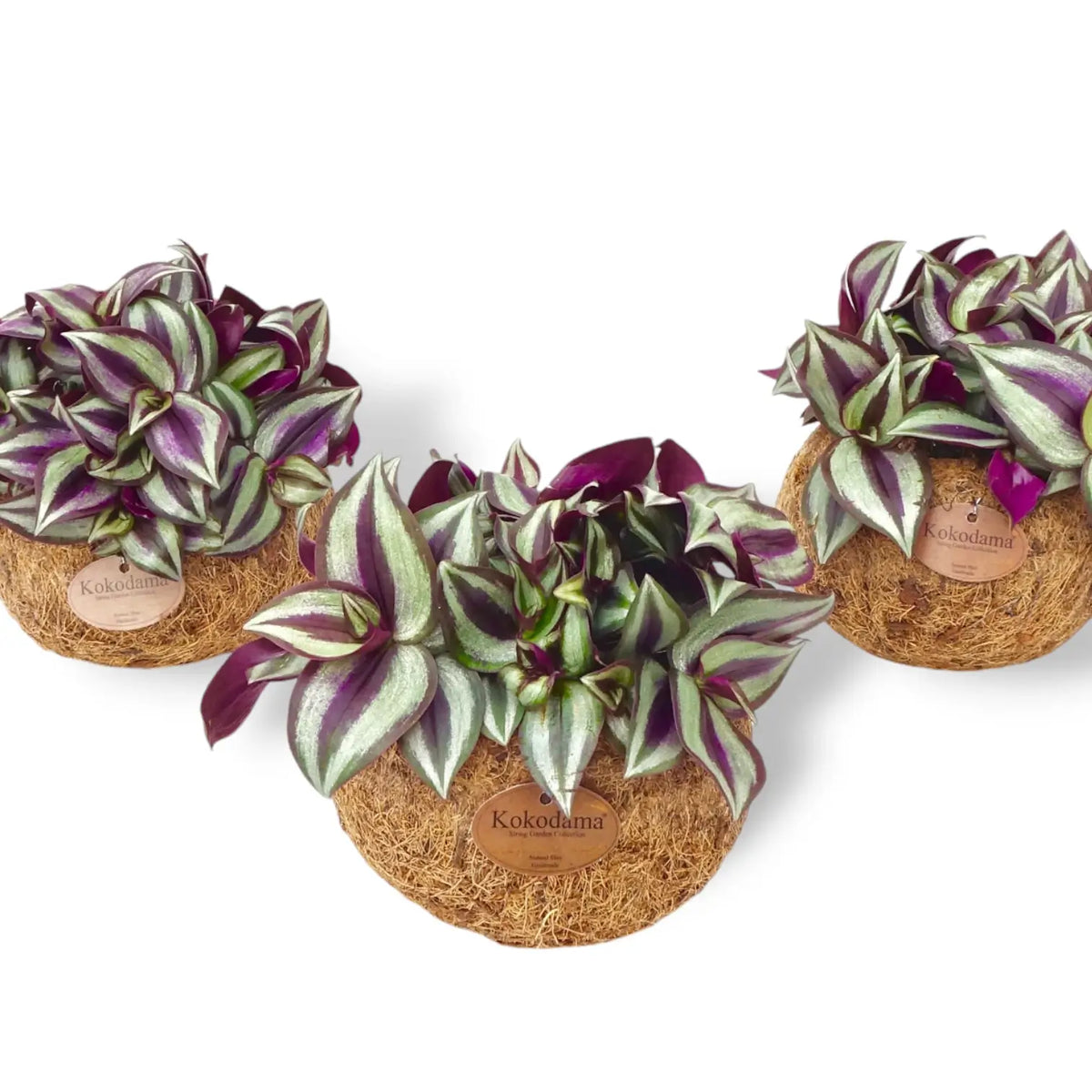 Tradescantia zebrina ‘Violet Hill’ in Kokodama potted plant in nursery pot on white background.