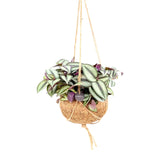 Tradescantia zebrina ‘Violet Hill’ in Kokodama potted plant in nursery pot on white background.