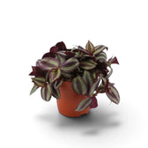 Bushy Tradescantia zebrina 'Violet Hill' with trailing stems in a terracotta pot